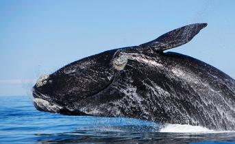 Какого размера достигают самые большие киты?
